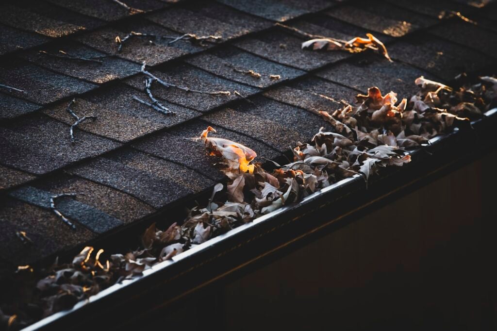 Cluster of autumn leaves on a tree, the kind that clogs gutters
